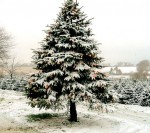 christmas_tree_09